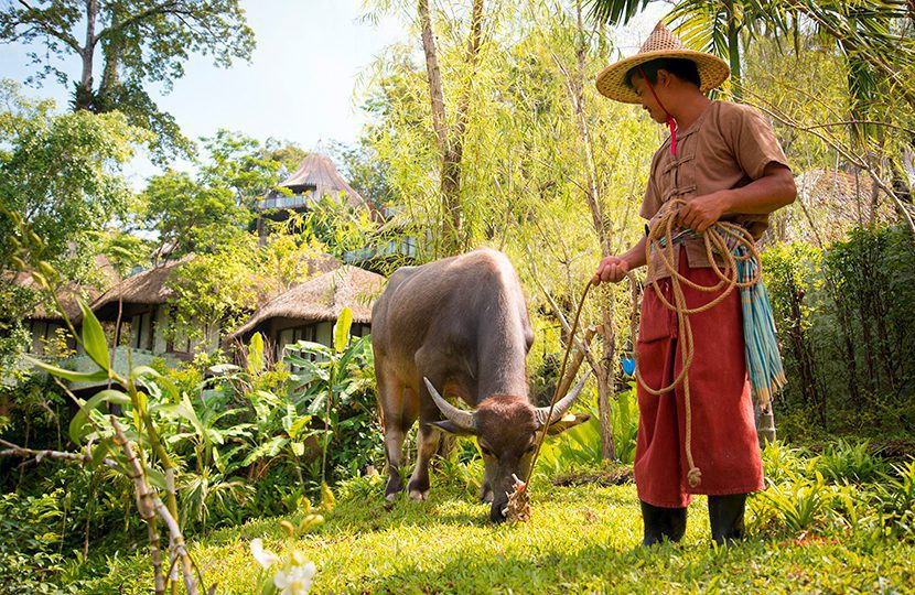 | World Travel Magazine Rescued buffalos assist with the landscaping as as part of Keemala’s sustainability program
