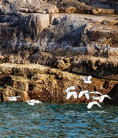 Seagulls flying on sea surface at Con Dao Island by Cao Tran Tho | World Travel Magazine Seagulls flying on sea surface at Con Dao Island by Cao Tran Tho