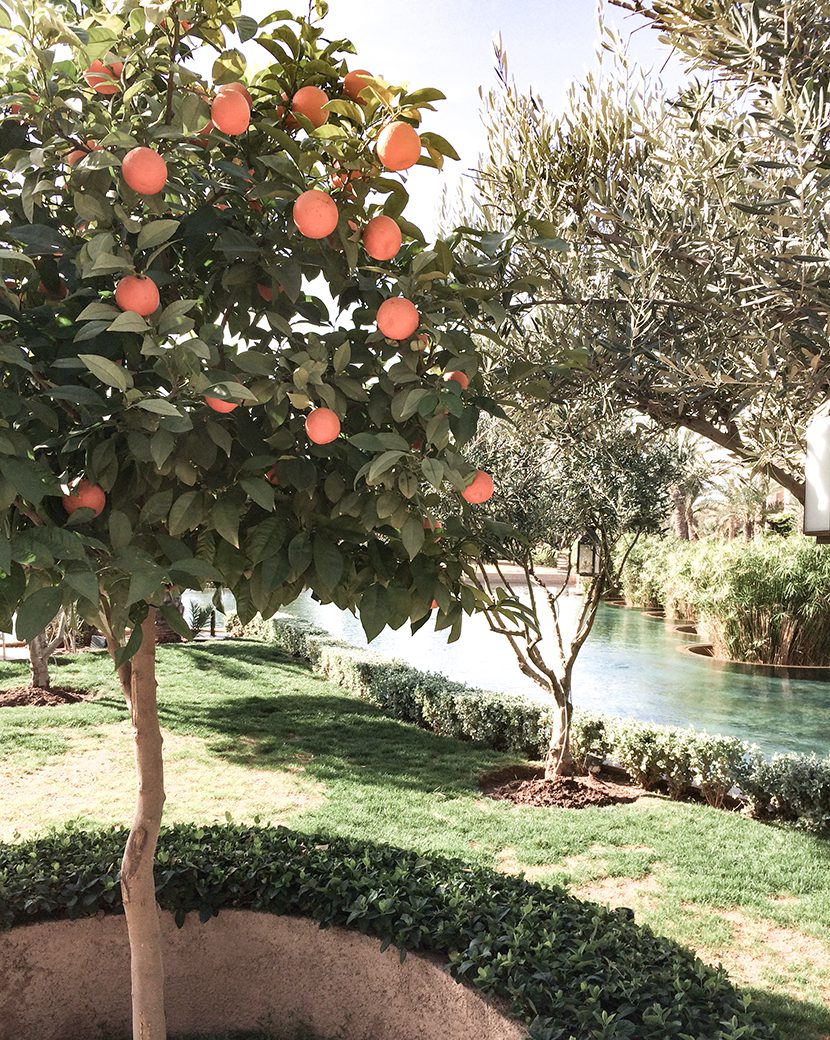 Garden at Domaine Royal Palm, Marrakech | World Travel Magazine Garden at Domaine Royal Palm, Marrakech