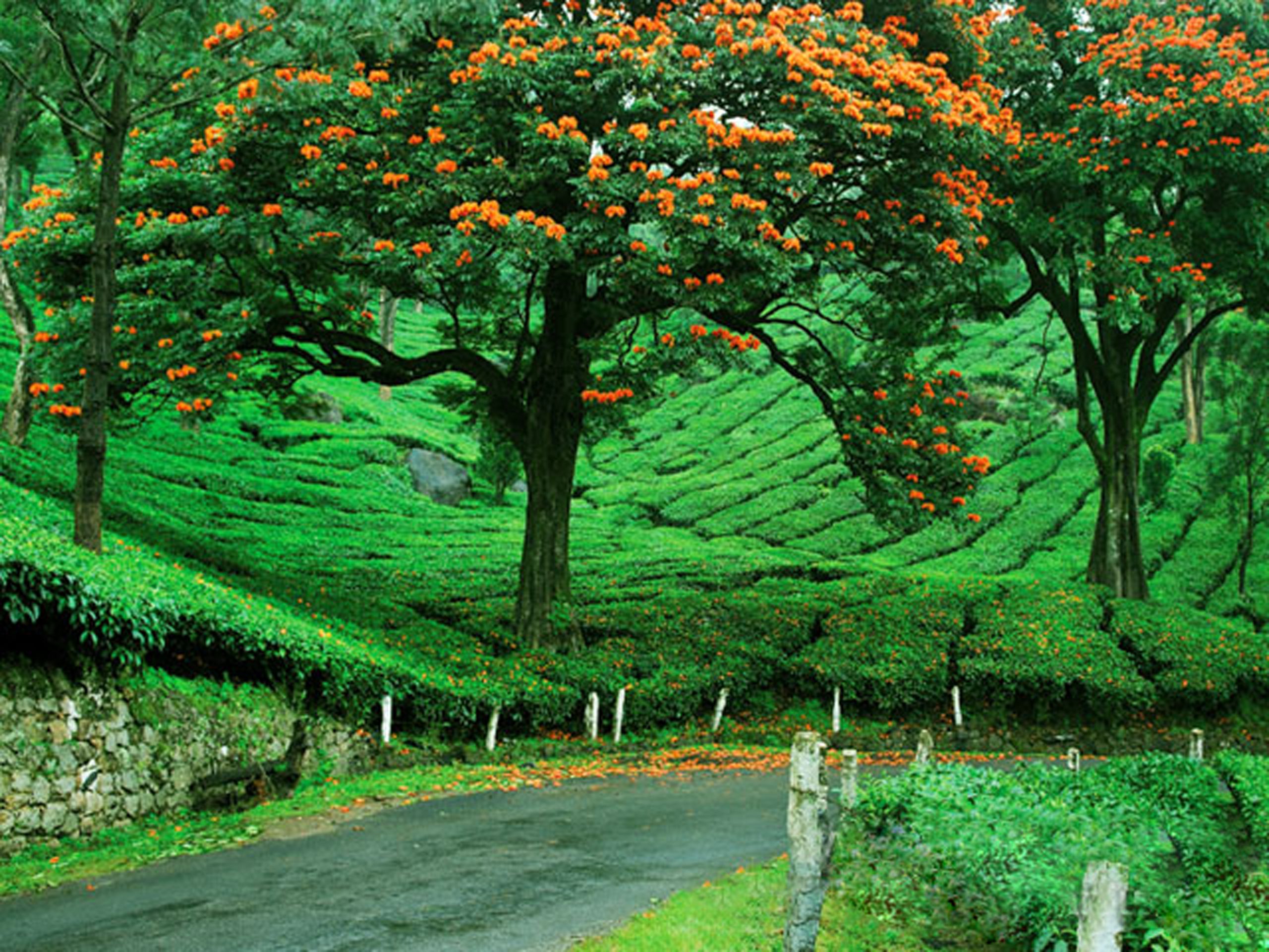 Beautiful vistas along the quaint hilly roads of Munnar | World Travel Magazine