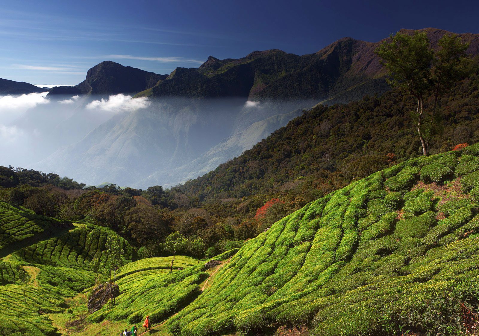 Scenic drive along Munnar Thekkady | World Travel Magazine Scenic drive along Munnar Thekkady