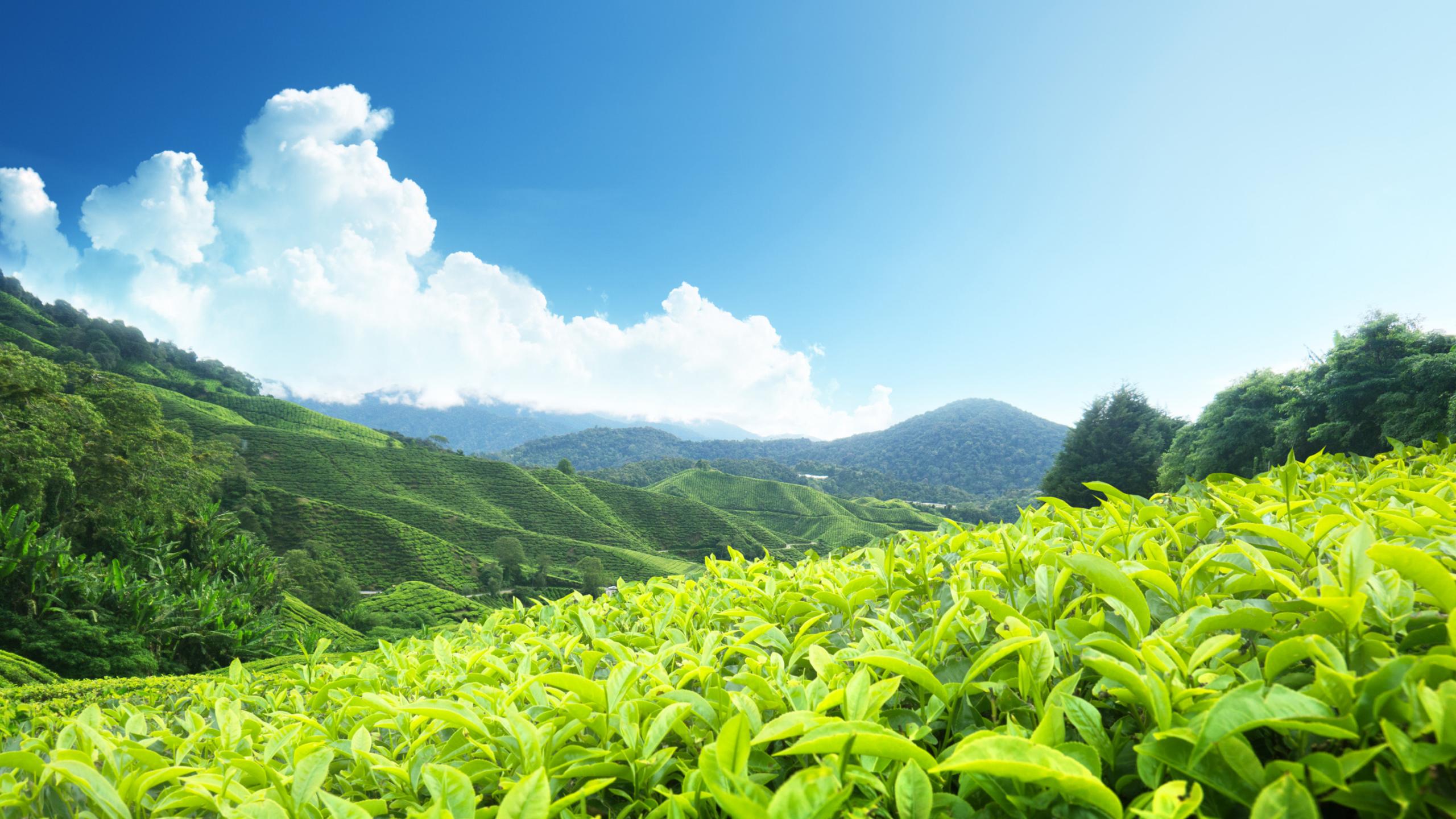 Tea plantations in Munnar | World Travel Magazine Tea plantations in Munnar
