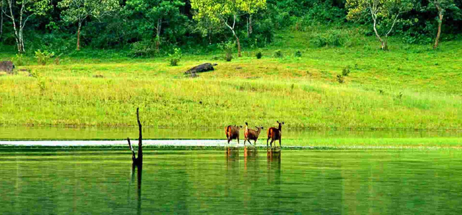 A haven for wildlife in Thekkady | World Travel Magazine A haven for wildlife in Thekkady