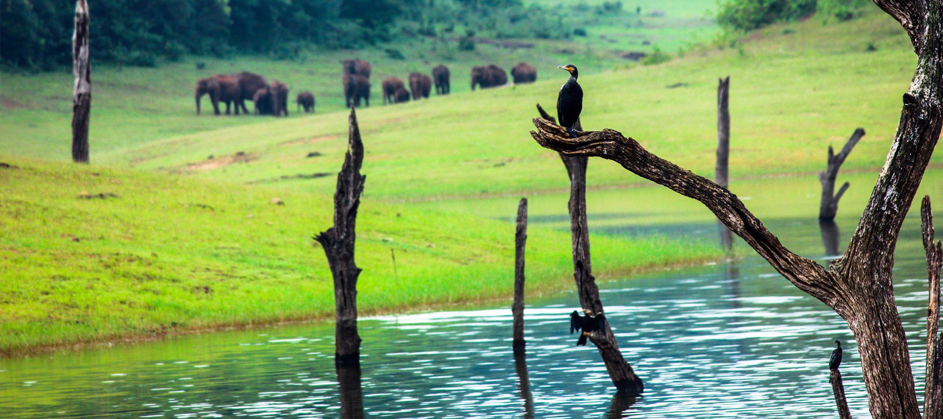 Wild elephants in Munnar | World Travel Magazine Wild elephants in Munnar