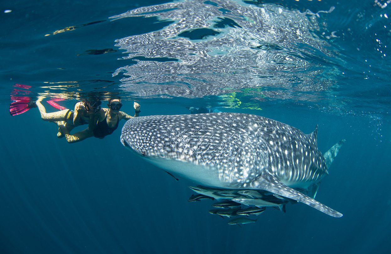 You may even get the chance to see a rare whale shark in Koh Haa | World Travel Magazine