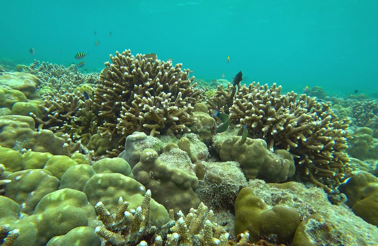 Corals and lot of fish in Andaman Sea | World Travel Magazine Corals and lot of fish in Andaman Sea