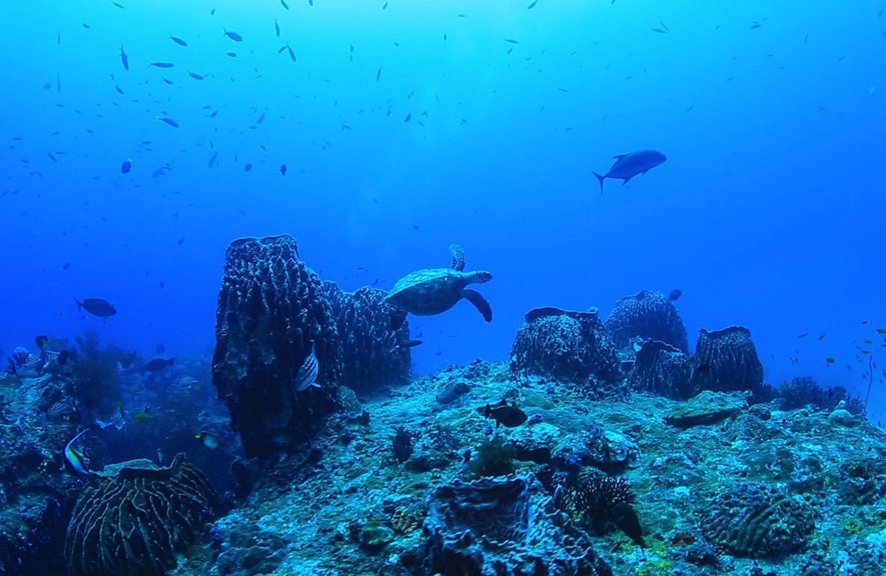 Turtles during scuba diving in Andaman | World Travel Magazine Turtles during scuba diving in Andaman