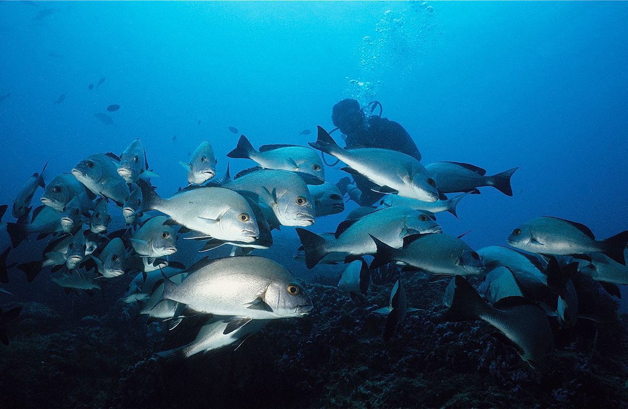 School of silver sweetlips by Pierre Constant | World Travel Magazine School of silver sweetlips by Pierre Constant