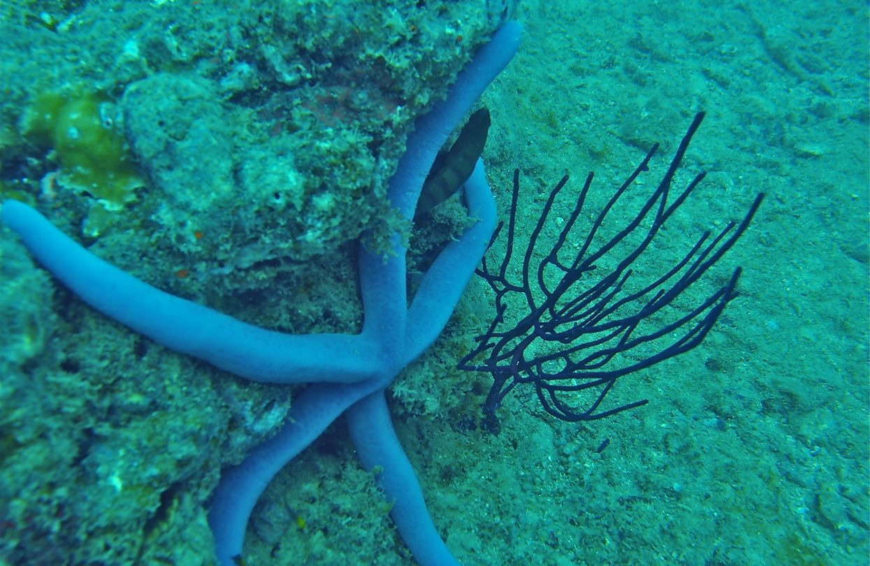 Marine life in Andaman | World Travel Magazine Marine life in Andaman