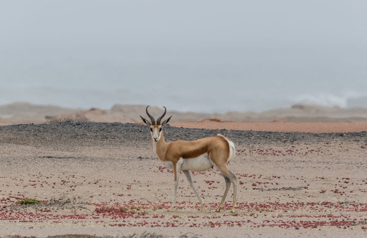 Exotic animals abound here | World Travel Magazine Exotic animals abound here