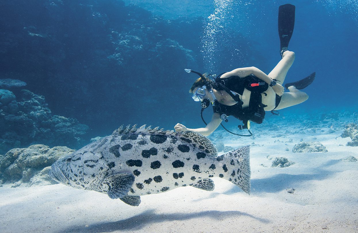 Dive with the fishes on Lizard Island | World Travel Magazine Dive with the fishes on Lizard Island