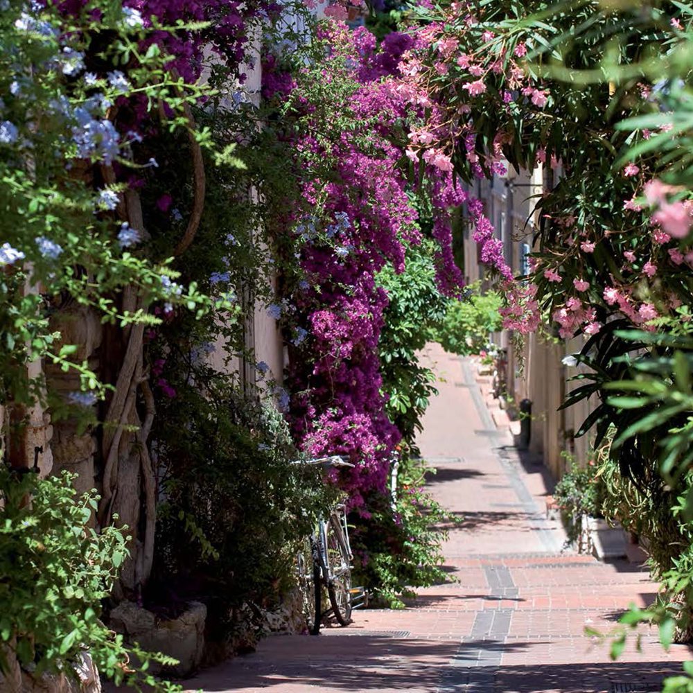 Bougainvillea in Juan les Pins | World Travel Magazine Bougainvillea in Juan les Pins