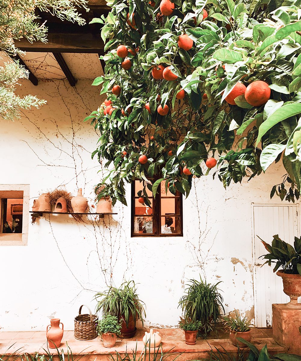 Sóller’s famous oranges | World Travel Magazine Sóller’s famous oranges