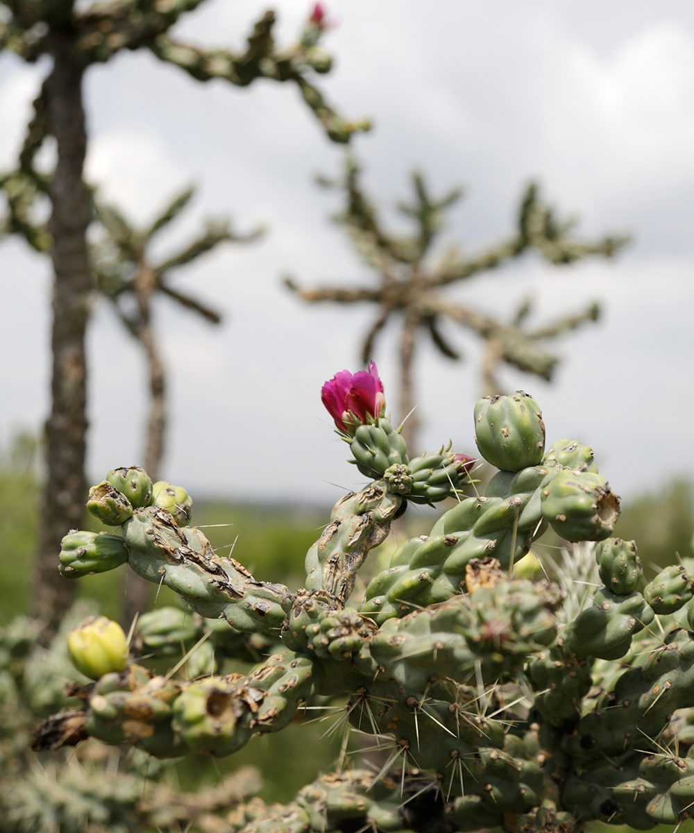 Flowering Cactus at El Charco Del Ingenio | World Travel Magazine Flowering Cactus at El Charco Del Ingenio