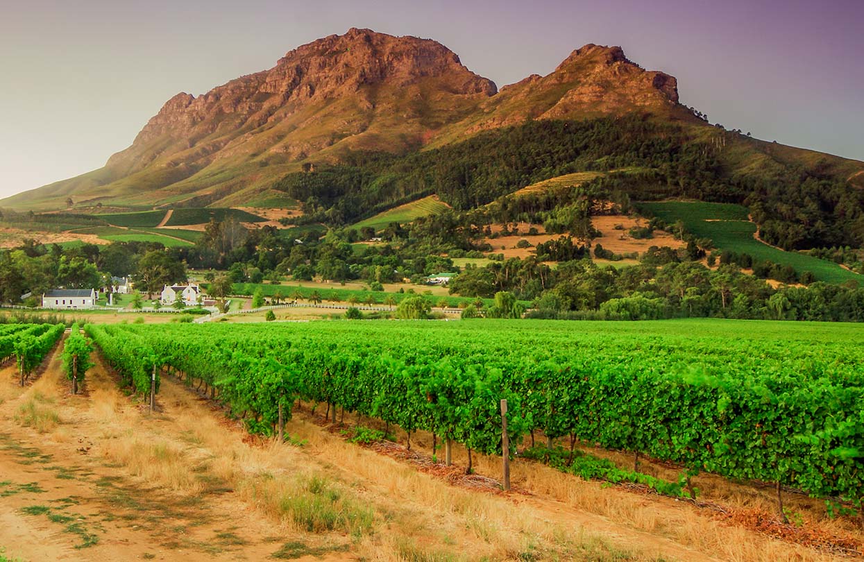 Vineyards near Stellenbosch at sunset, image by LongJon shutterstock | World Travel Magazine Vineyards near Stellenbosch at sunset, image by LongJon shutterstock