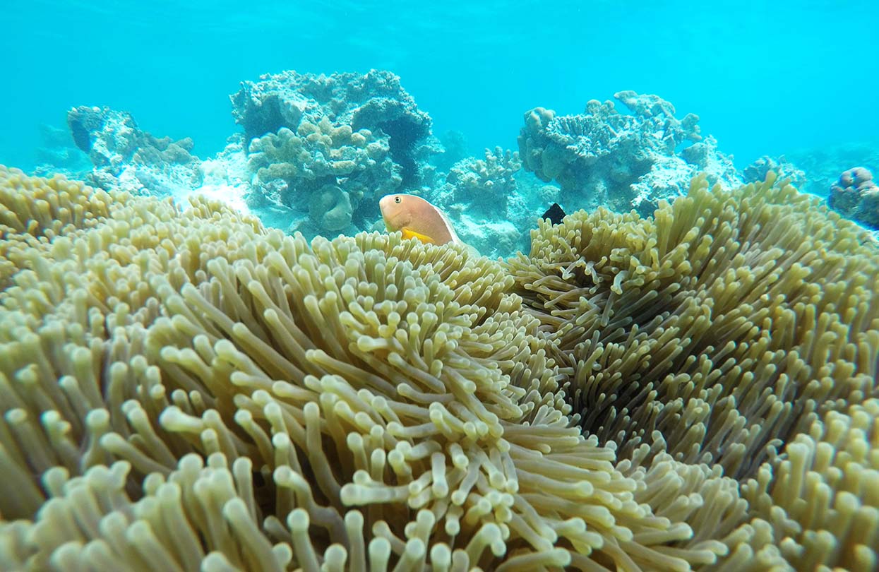 Snorkeling around Mnemba Island, Zanzibar, image by AlexandraPlanquais, shutterstock | World Travel Magazine Snorkeling around Mnemba Island, Zanzibar, image by AlexandraPlanquais, shutterstock