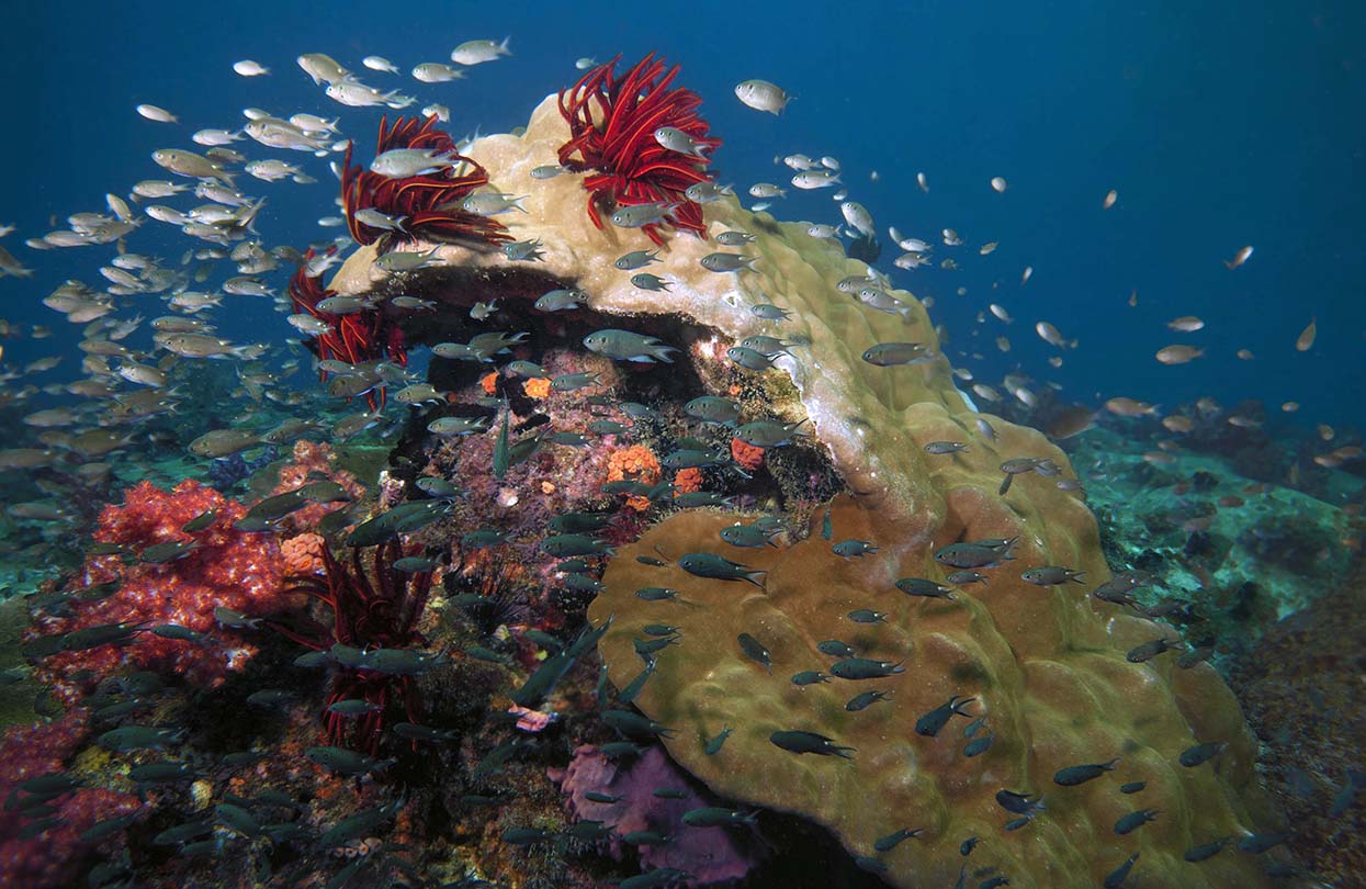 Coral reefs at Pulau Tioman, Image by Norhayati, shutterstock | World Travel Magazine Coral reefs at Pulau Tioman, Image by Norhayati, shutterstock