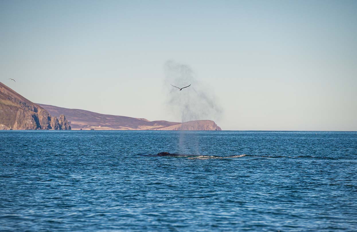 A humpback whale in Skjálfandi Bay, Image by Marmore, Shutterstock | World Travel Magazine A humpback whale in Skjálfandi Bay, Image by Marmore, Shutterstock