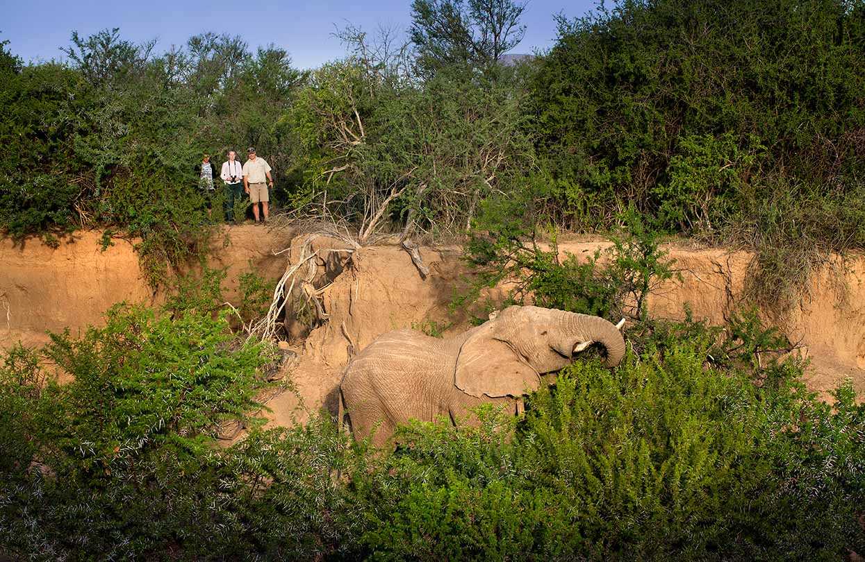 Samara Game Reserve elephant tracking part of walking safari | World Travel Magazine Samara Game Reserve elephant tracking part of walking safari