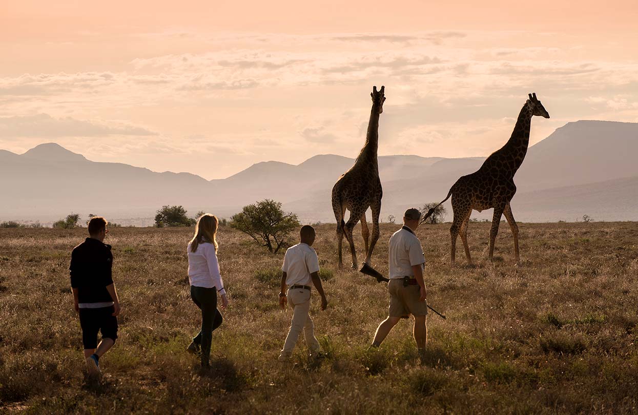 Giraffe tracking and bush walk at Samara | World Travel Magazine Giraffe tracking and bush walk at Samara