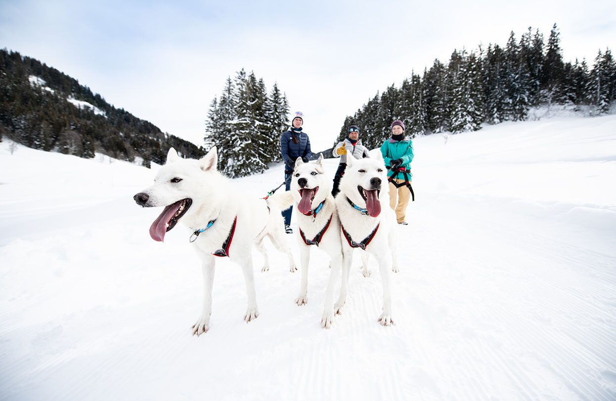 Adventures with huskies in the Valais Alps, Image Copyright Litescape Media, Switzerland Tourism | World Travel Magazine Adventures with huskies in the Valais Alps, Image Copyright Litescape Media, Switzerland Tourism